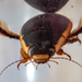 Vertical Diving Beetle - Photo (c) Jay Heiser, some rights reserved (CC BY-NC), uploaded by Jay Heiser