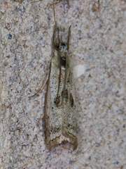 Microcrambus croesus
