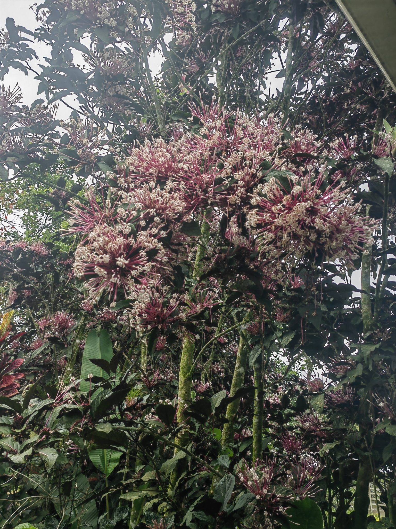 Imagem de Escova-de-macaco