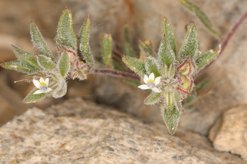 Image of Loeseliastrum depressum by (c) Steve Matson, some rights reserved (CC BY)