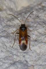 Ceratocapsus apicalis