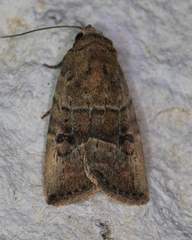 Elaphria fuscimacula