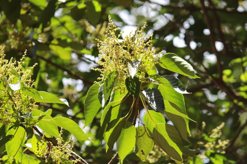 Image of Macaranga capensis by (c) Mahomed Desai, some rights reserved (CC BY)