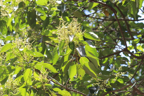Image of Macaranga capensis by (c) Mahomed Desai, some rights reserved (CC BY)