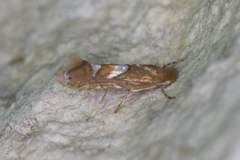 Phyllonorycter aeriferella
