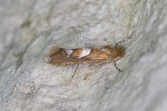 Phyllonorycter aeriferella