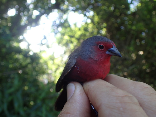 African Firefinch (Lagonosticta rubricata), photo 10