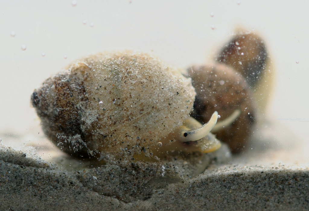 Gravel Snail