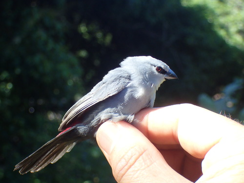 Grey Waxbill (Glaucestrilda perreini), photo 6