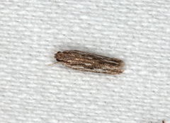 Ardozyga amblopis
