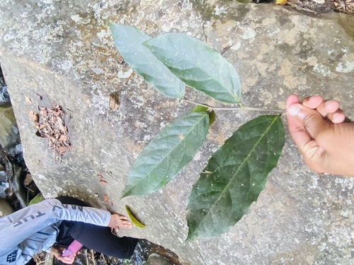 Rawsonia lucida, photograph 4
