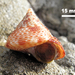 Maurea pellucida - Photo (c) snailboy,  זכויות יוצרים חלקיות (CC BY-NC)