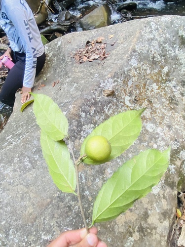 Rawsonia lucida, photograph 5