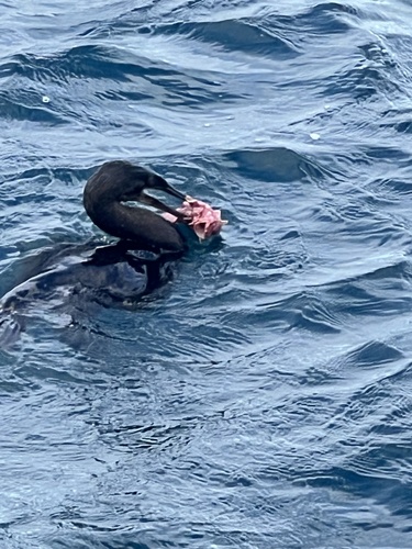 Photo of Bloody frogfish (Antennarius sanguineus)