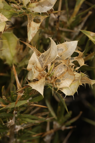 Image of Hecastocleis shockleyi by (c) Steve Matson, some rights reserved (CC BY)