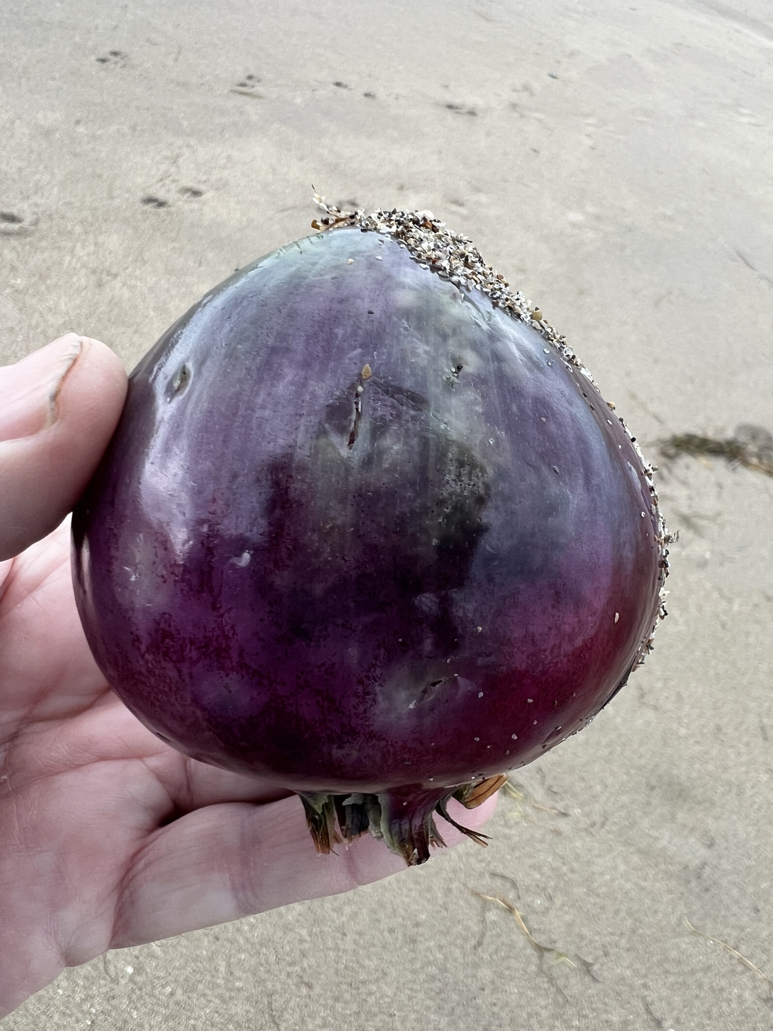 Imagem de Cebola