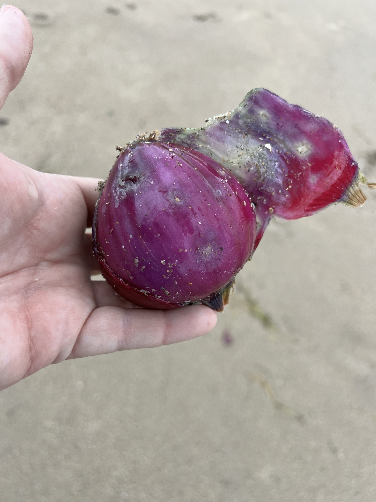 Imagem de Cebola