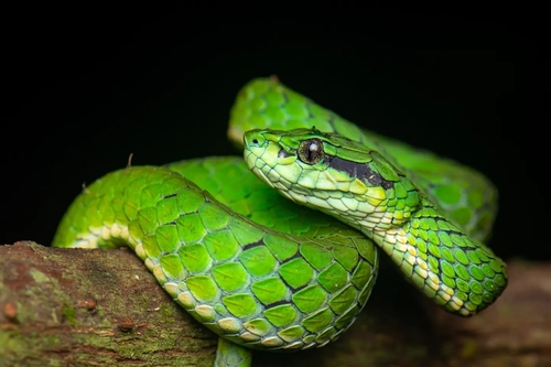 Large-scaled Pit Viper, Craspedocephalus macrolepis