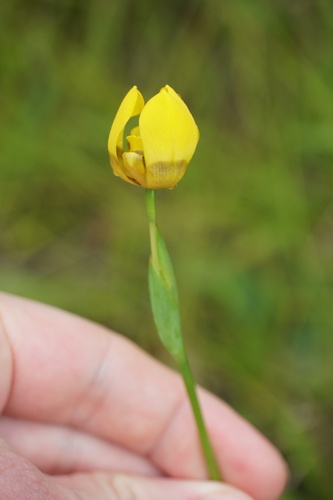 Orquídea de chão