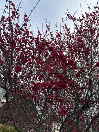 Prunus cerasifera iNat (2)