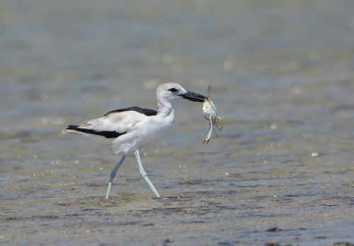 Crab-Plover