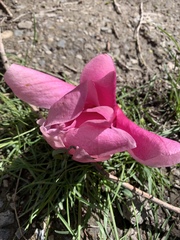 Magnoliaceae