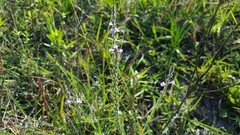Verbena canescens