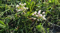 Allium drummondii