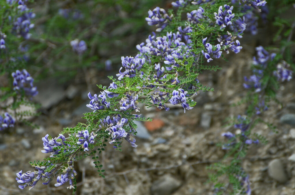 Sophora davidii; photograph (c) Jay Pruett, some rights reserved (CC BY)