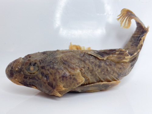 Arctic Sculpin
