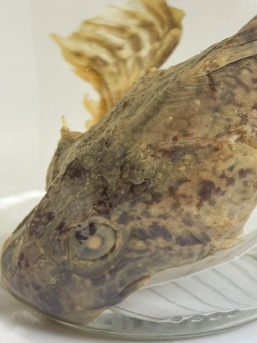 Arctic Sculpin