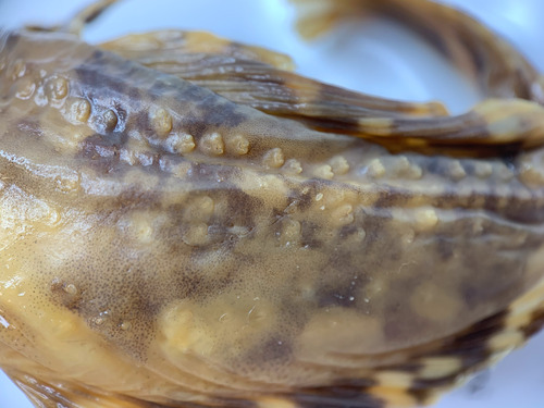 Arctic Sculpin