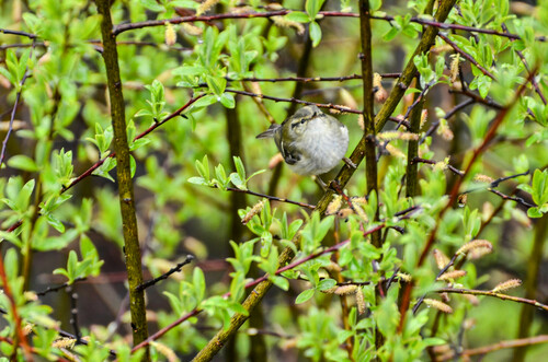 Sichuan Leaf Warbler (Phylloscopus forresti), photo 6