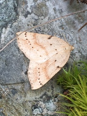 Thallophaga hyperborea