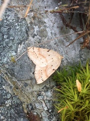 Thallophaga hyperborea