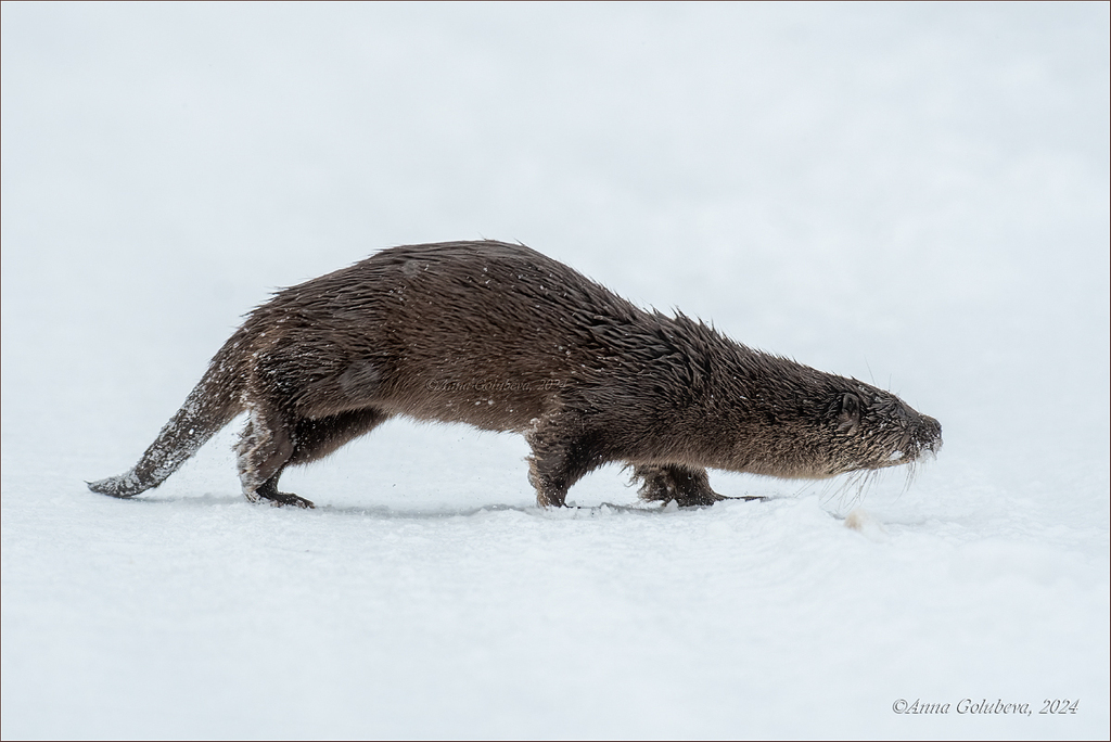 Eurasian Otter In January 2024 By INaturalist   Large 