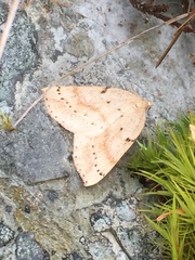 Thallophaga hyperborea