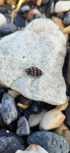 Melanopsis costata, 2024-01-22