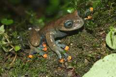 Linda's Treefrog photo 4