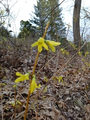 Forsythia × intermedia