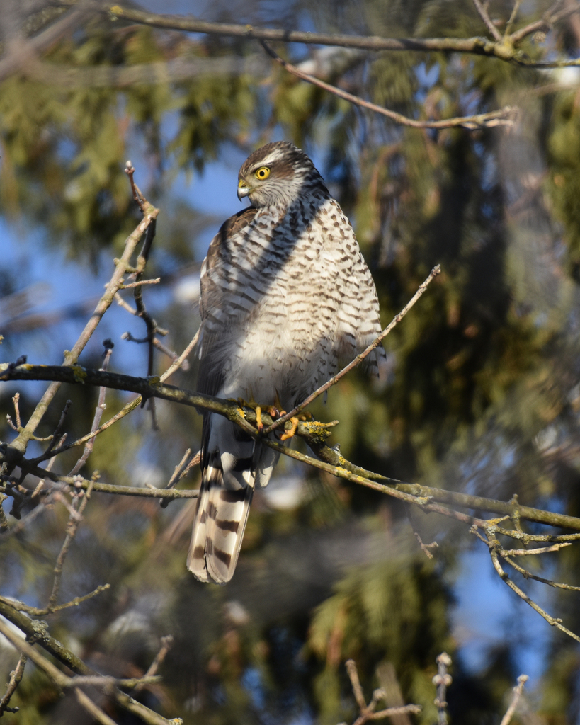 Eurasian Sparrowhawk from Eastern Administrative Okrug, Moscow, Russia ...