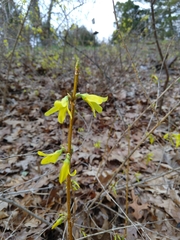 Forsythia × intermedia