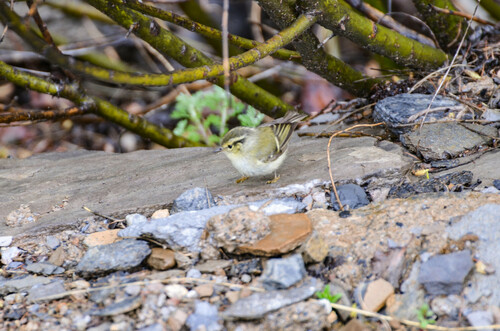 Sichuan Leaf Warbler (Phylloscopus forresti), photo 9