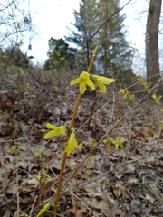 Forsythia × intermedia