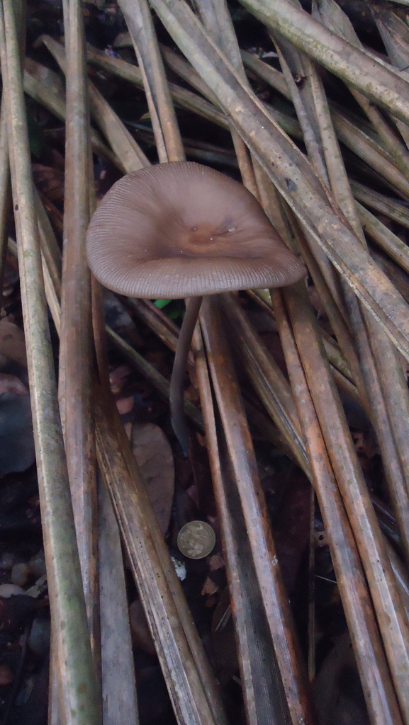 Oudemansiella sect. Dactylosporina