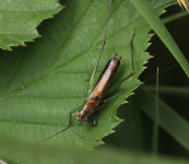 Short-winged Conehead, Udenhout, Nederland, photo 6 of 10