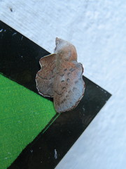 Phyllodesma kermesifolia