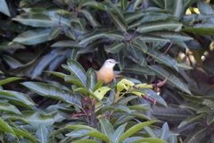 Cantorchilus leucotis