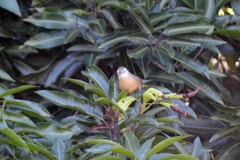 Cantorchilus leucotis