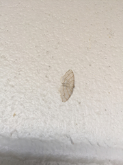 Trigrammia quadrinotaria